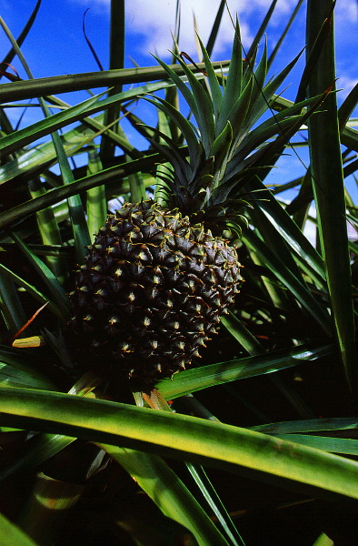 pineapple